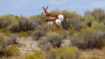 Toch ook Antilopen op Antilope Island in het Salt Lake